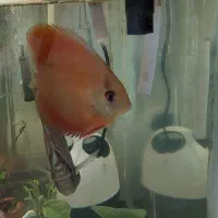 دیسکس ۶ اینچ