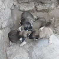 واگذاری توله سرابی اصیل