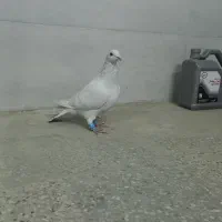 کفتر. کبوتر.. ۴تا پاکستانی