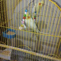 ۴عدد عروس هلندی