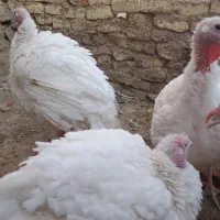 بوقلمون|حیوانات مزرعه|خنجین, |دیوار