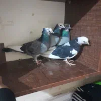 کفتر یا کفتر