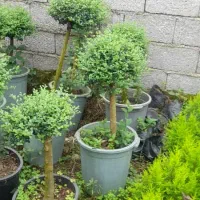 افرا|گل و گیاه طبیعی|شهریار, رزکان|دیوار