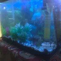 اکواریوم با تمام لوازم و ۲۰ تا ماهی|ماهی|مشهد, آزادشهر|دیوار