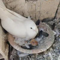 کبوتر گمشده.مارالان