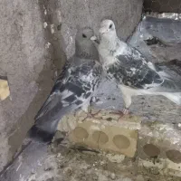 کبوتر