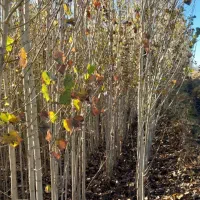 فروش نهال صنوبر ترکیه و کبود|گل و گیاه طبیعی|ساری, |دیوار