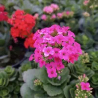 گل و گیاه آپارتمانی با قیمت مناسب