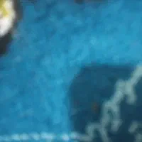 خریدار عروس هلندی یا طوطی معاوضه با وسیله