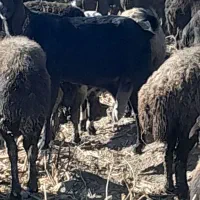 فروشی|حیوانات مزرعه|فریمان, |دیوار