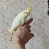 عروس هلندی چهل روزه