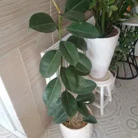 فروش تعدادی گل