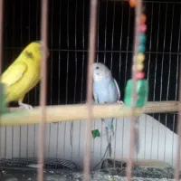 جفت مرغ عشق مولد بالغ|پرنده|لاهیجان, بازکیاگوراب|دیوار