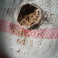 کاه گندم|لوازم جانبی حیوانات|کلاله, |دیوار