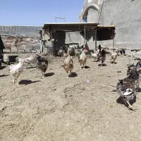 مرغ ویادنت|حیوانات مزرعه|رودشت (اصفهان), |دیوار