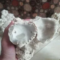 مرجان آکواریوم|ماهی|محمدشهر, همایون ویلا|دیوار