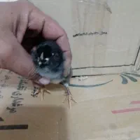 فروش جوجه نژادهای خاص و تخم رنگی امیرفارم|حیوانات مزرعه|سیرجان, |دیوار