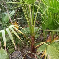 پالم واشنگتن