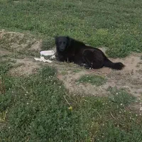 سگ گله و نگهبان و دهن پاک