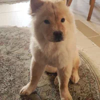 سگ نژاد چاو چاو ۷ ماهه ماده|سگ|اصفهان, بهارستان|دیوار