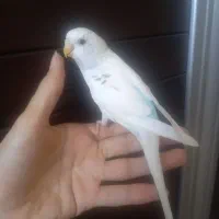 مرغ عشق نر سخنگو