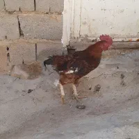 فروش یا معاوضه خروس گلین معمولی با مرغ عشق