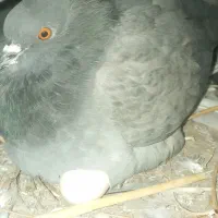 ۱۰اکبوتر با ۳ تا کبوتر جوجه  ۲ هفته است دون میخرن