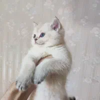 گربه بریتیش ماده سیلور چشم آبی