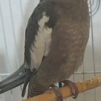 عروس هلندی سیناموح