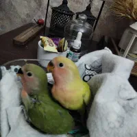 طوطی برزیلی|پرنده|تهران, شهرک پرواز|دیوار