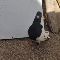 ۳تا کبوتر|پرنده|پلدختر, |دیوار