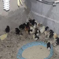 فروش جوجه نژاد دار از برهما وگلین وایسبارومحلی|حیوانات مزرعه|جهرم, |دیوار