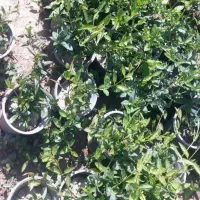 گل رز گلدانی پرریشه|گل مصنوعی|مشهد, فرخد|دیوار