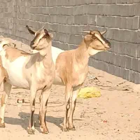 دوعدد بز صومال اصل آبستن|حیوانات مزرعه|بندرعباس, |دیوار