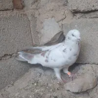 کبوتر پرشی