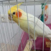 عروس هلندی سخنگو یک جفت