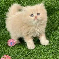 پرشین اسکاتیش وبریتیش