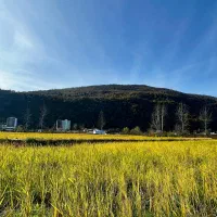 زمین ذوات غرب شهرکی 287 متر ویو عالی|فروش زمین و ملک کلنگی|چالوس, |دیوار