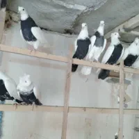 رنگی|پرنده|قم, دورشهر|دیوار