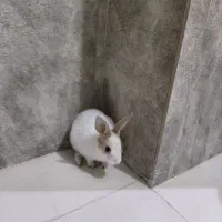 خرگوش بچه چند ماهه سفید|موش و خرگوش|مشهد, رضاشهر|دیوار