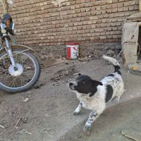 سگ پاکوتاه|حیوانات مزرعه|کوراییم, |دیوار