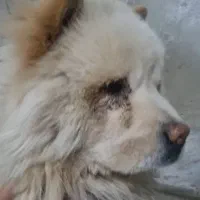 سگ چاو چاو