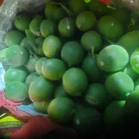 فروش لیمو دزفولی