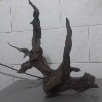 آبنوس