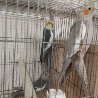 عروس هلندی جفت عروس هلندی 8 جفت مولد تخم گذاشتن|پرنده|رشت, استقامت ۱|دیوار