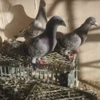 کفتر کبوتر مسافتی همون کیلومتری|پرنده|سراوان, |دیوار