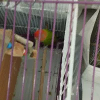 یک جفت طوطی برزیلی