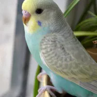 مرغ عشق پیدا شده