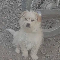 پاپی پشمالو خوشمل