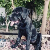 کنکوسو آموزش دیده فول کیفیت|سگ|کرمان, |دیوار